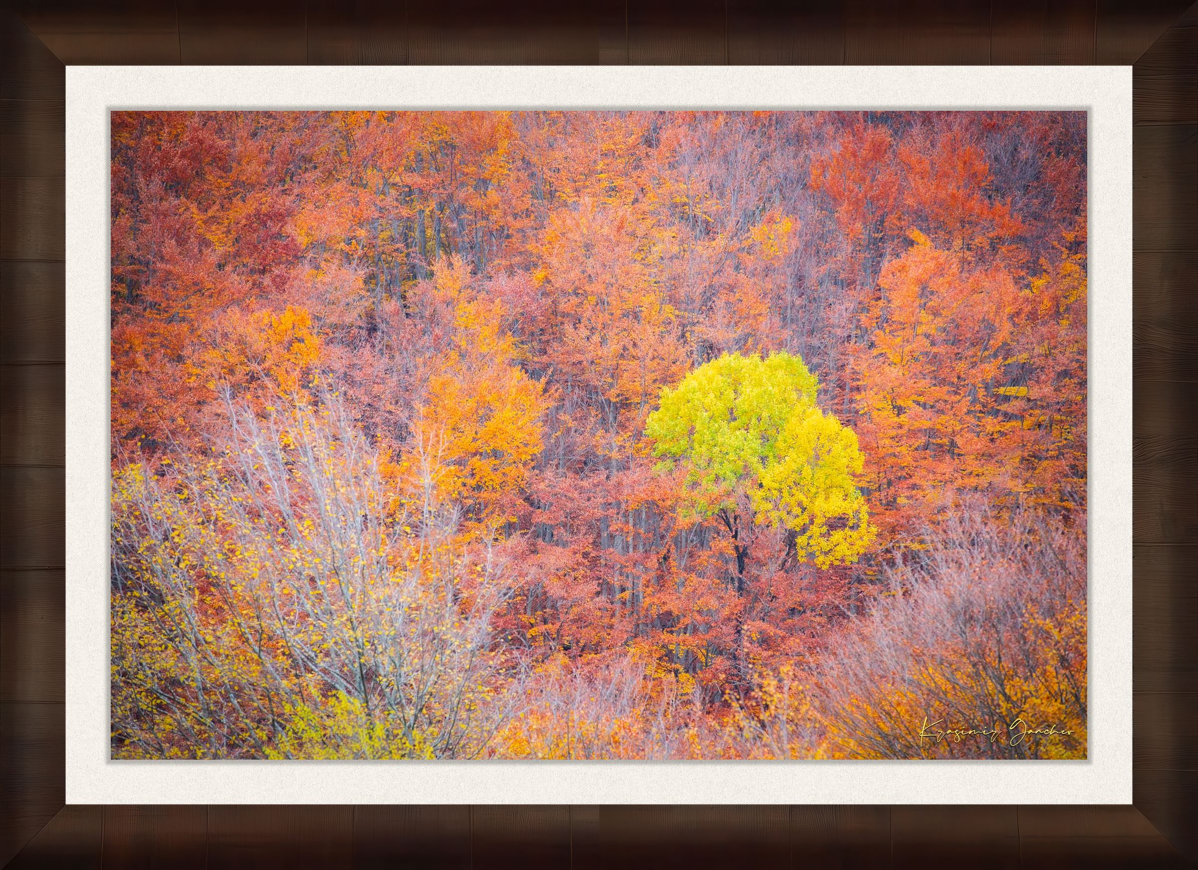 A lone tree stands in an autumn forest valley during daytime, sunlight filtering through trees. #Finish_Roma Cigar Leaf Frame & Bright Liner