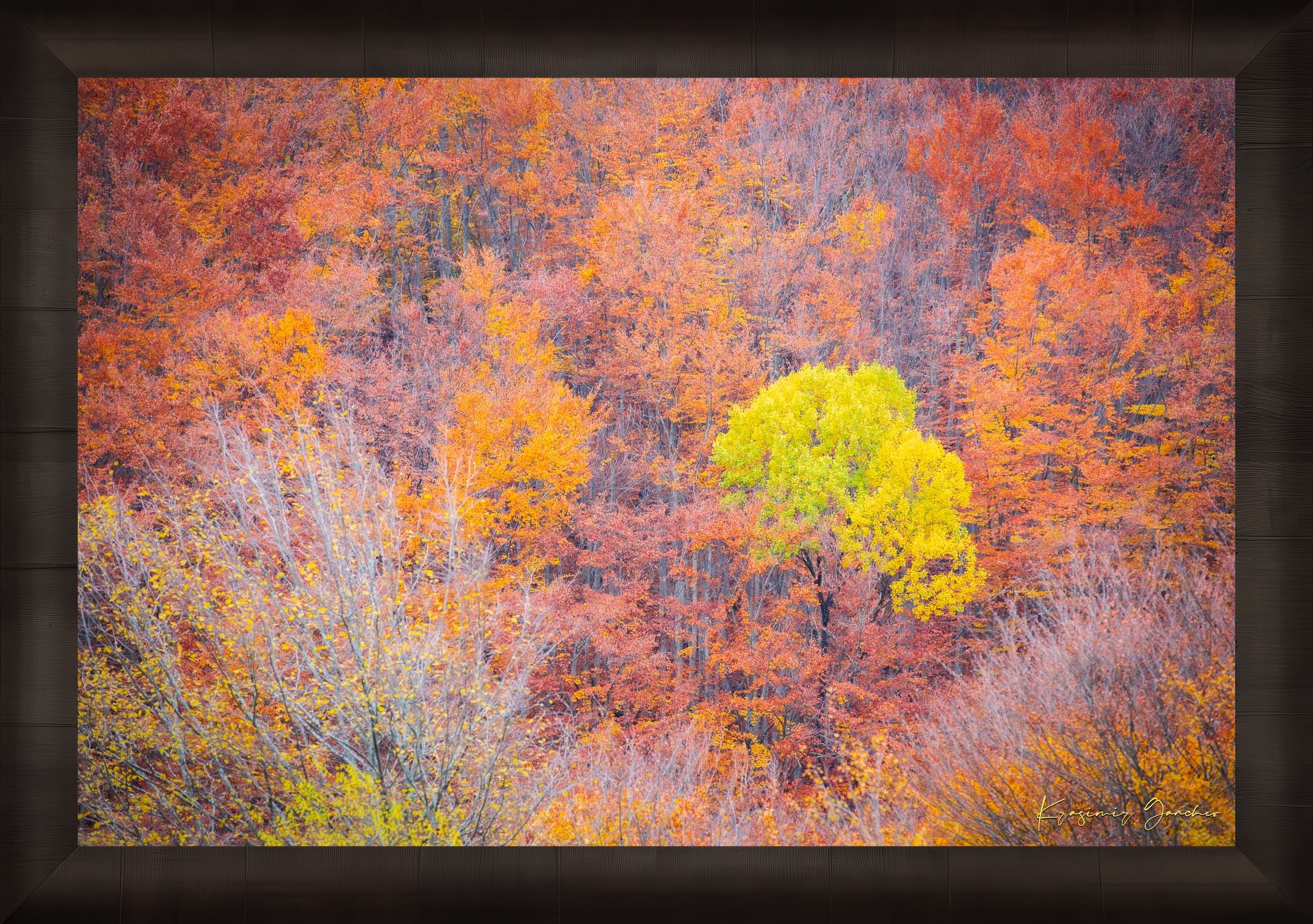 A lone tree stands in an autumn forest valley during daytime, sunlight filtering through trees. #Finish_Roma Dark Ash Frame