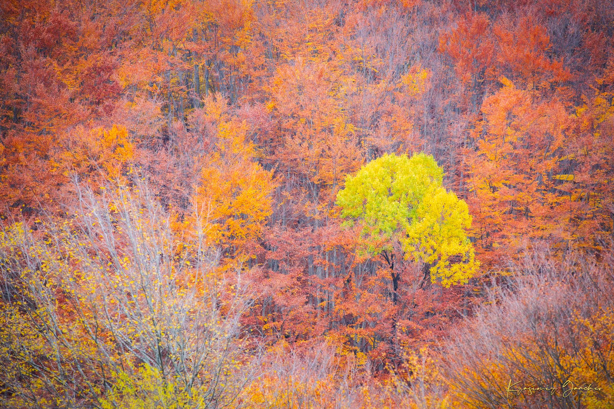 A lone tree stands in an autumn forest valley during daytime, sunlight filtering through trees. #Finish_Acrylic Recess