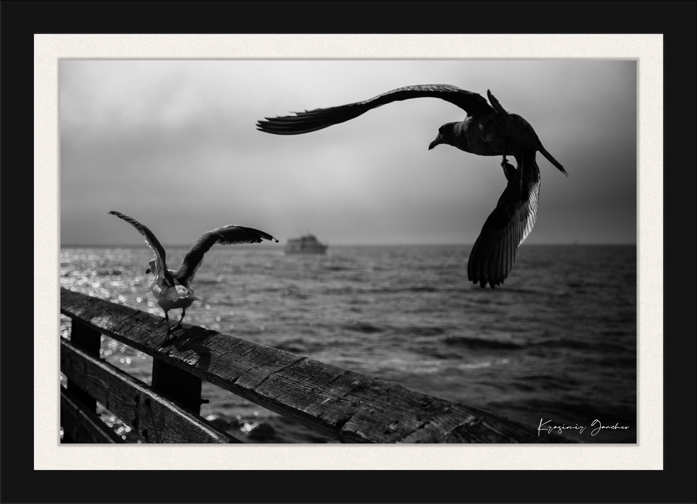 Seagulls in flight above Berkeley Pier on the San Francisco Bay, cloud-covered skies. #Finish_Roma Satin Black Frame & Bright Liner