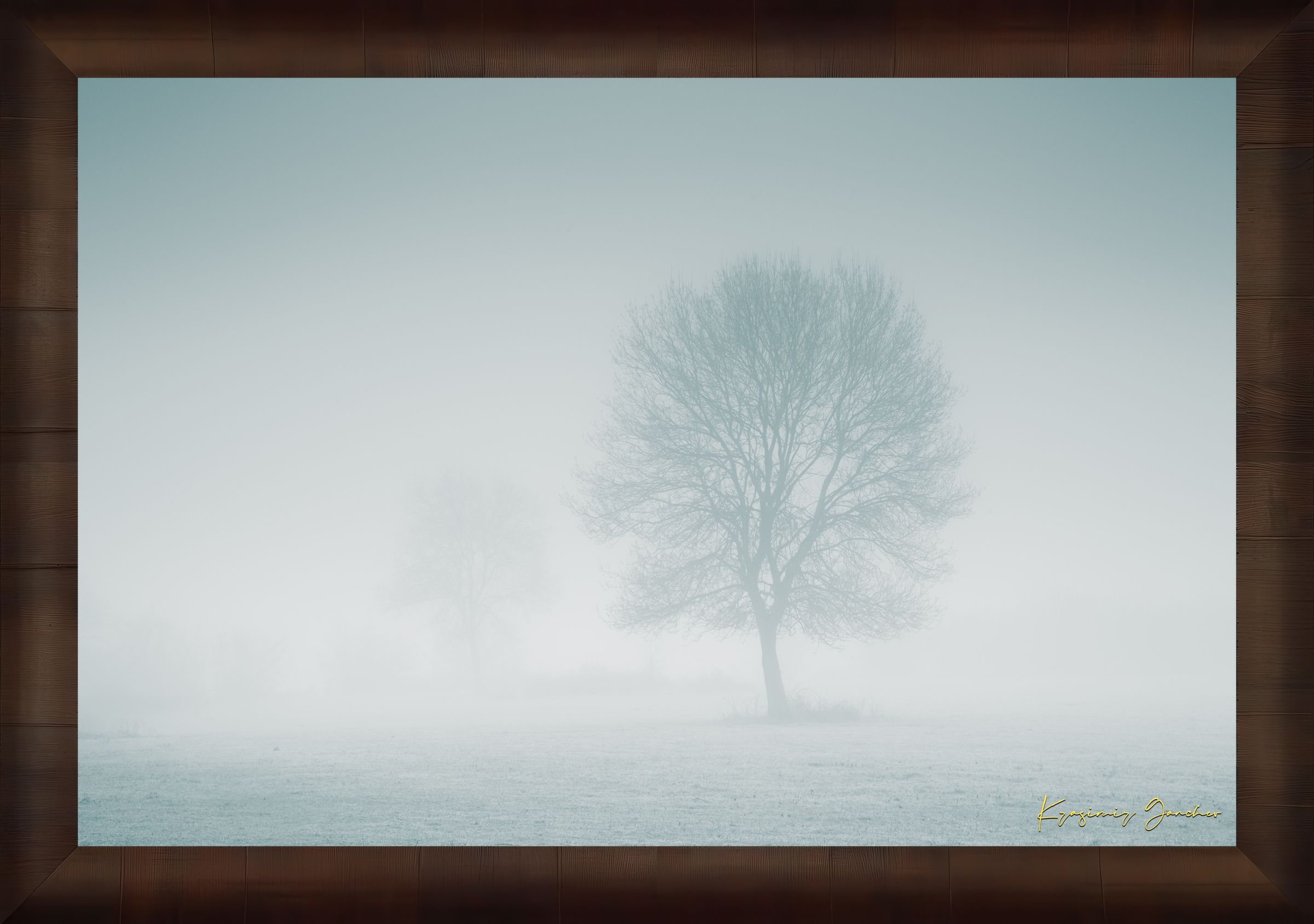 Solitary tree emerging from fog in Begliktash Valley near Primorsko at dawn. #Finish_Roma Cigar Leaf Frame