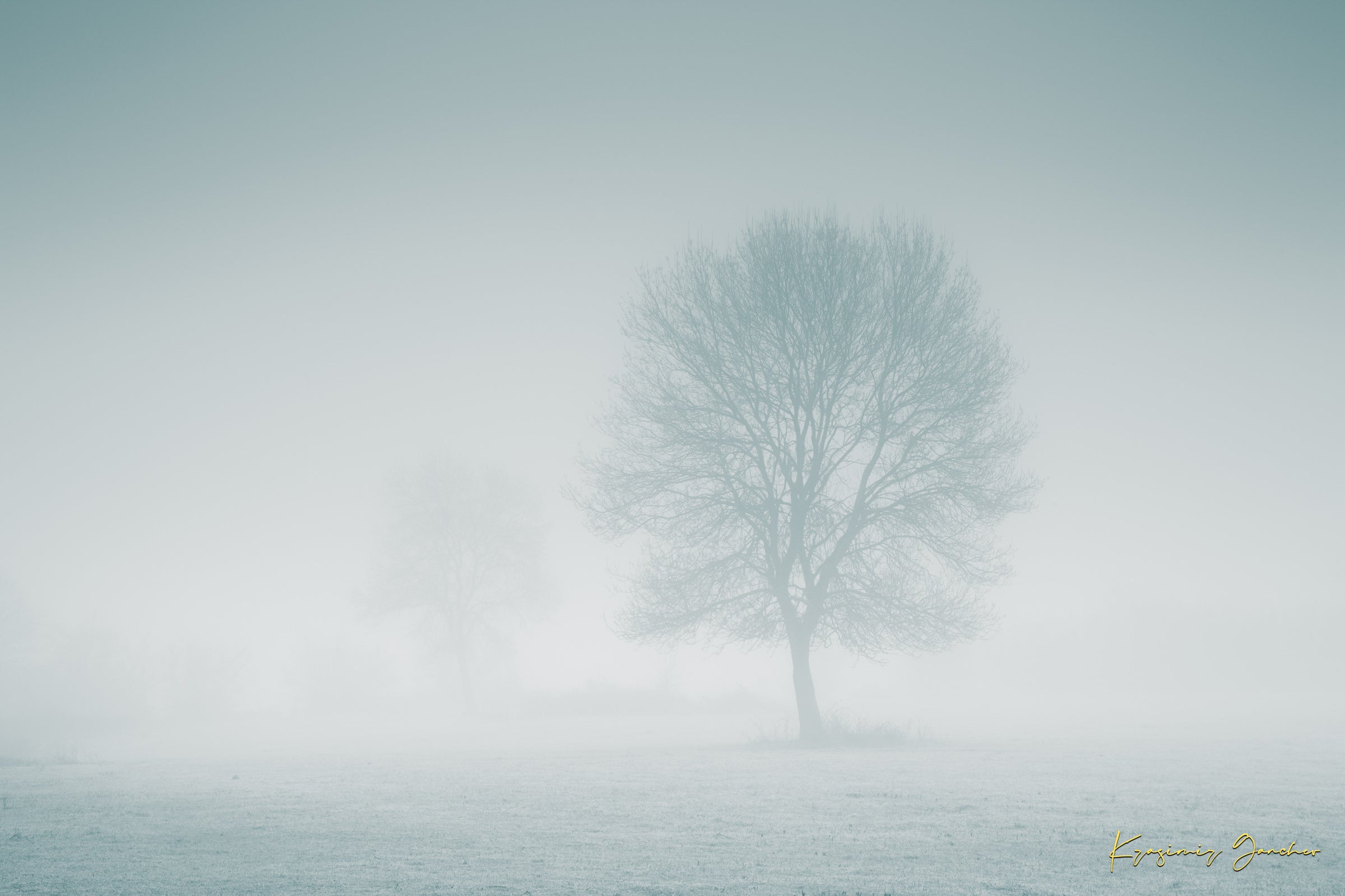 Solitary tree emerging from fog in Begliktash Valley near Primorsko at dawn. #Finish_Acrylic Recess