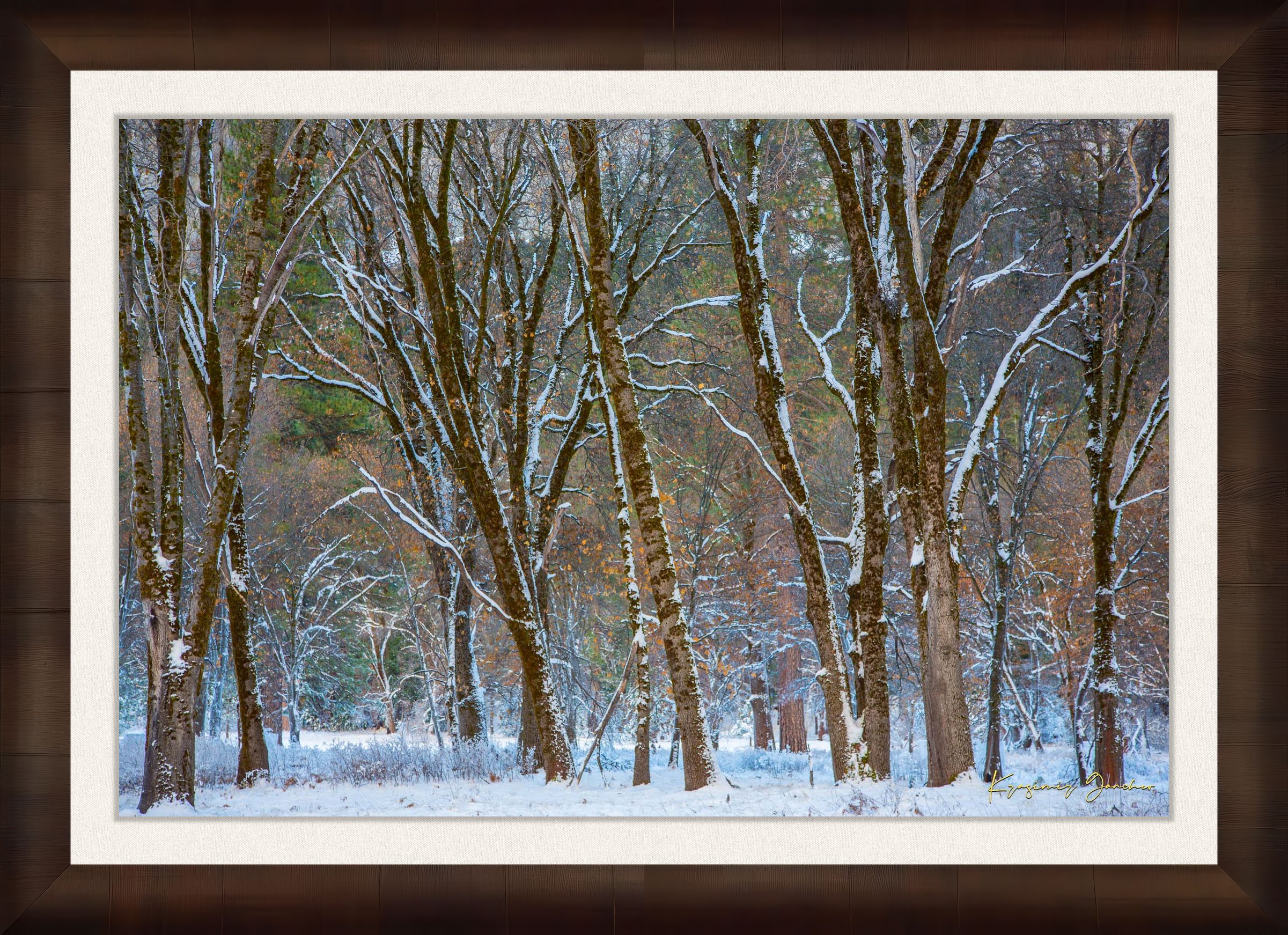 Snow-laden pine trees in Yosemite Valley bathed in soft daylight with fresh powder coating each branch and needle. #Finish_Roma Cigar Leaf Frame & Bright Liner