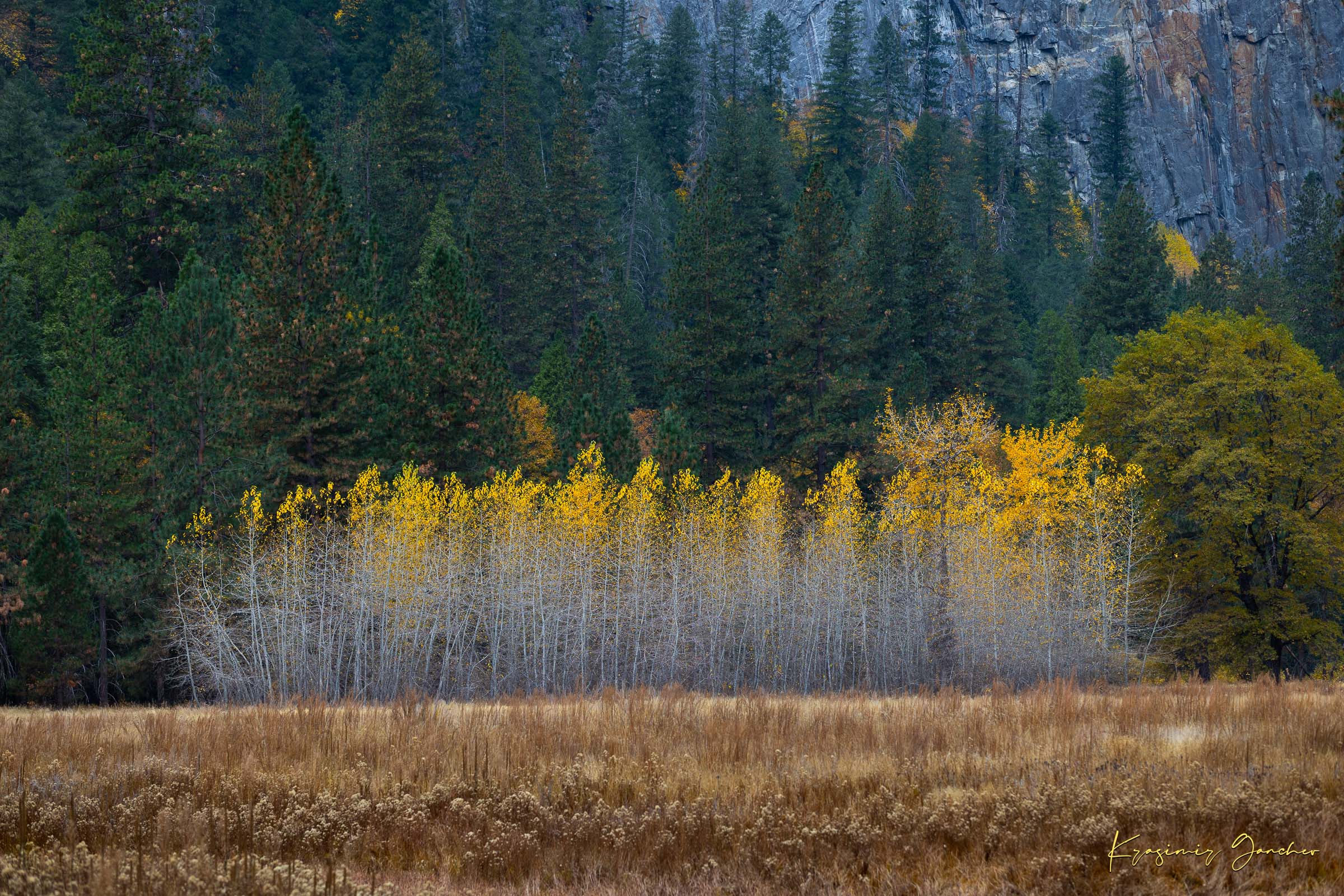 Yosemite Valley landscape with golden-hued trees under clear skies during daytime. #Finish_Acrylic Recess