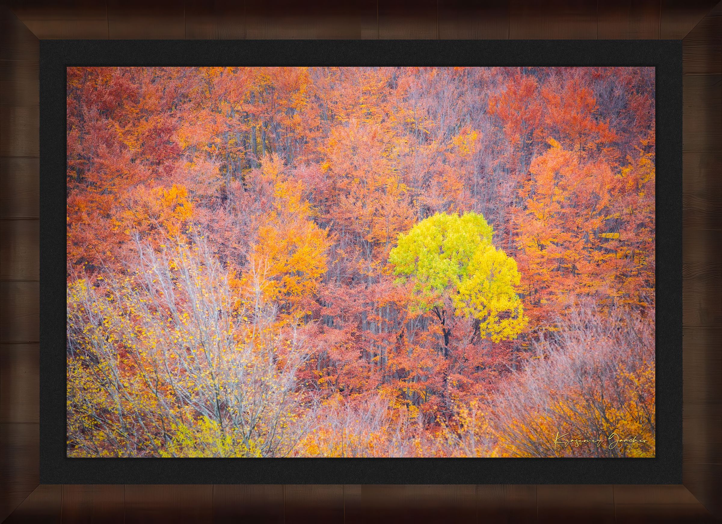 A lone tree stands in an autumn forest valley during daytime, sunlight filtering through trees. #Finish_Roma Cigar Leaf Frame & Dark Liner