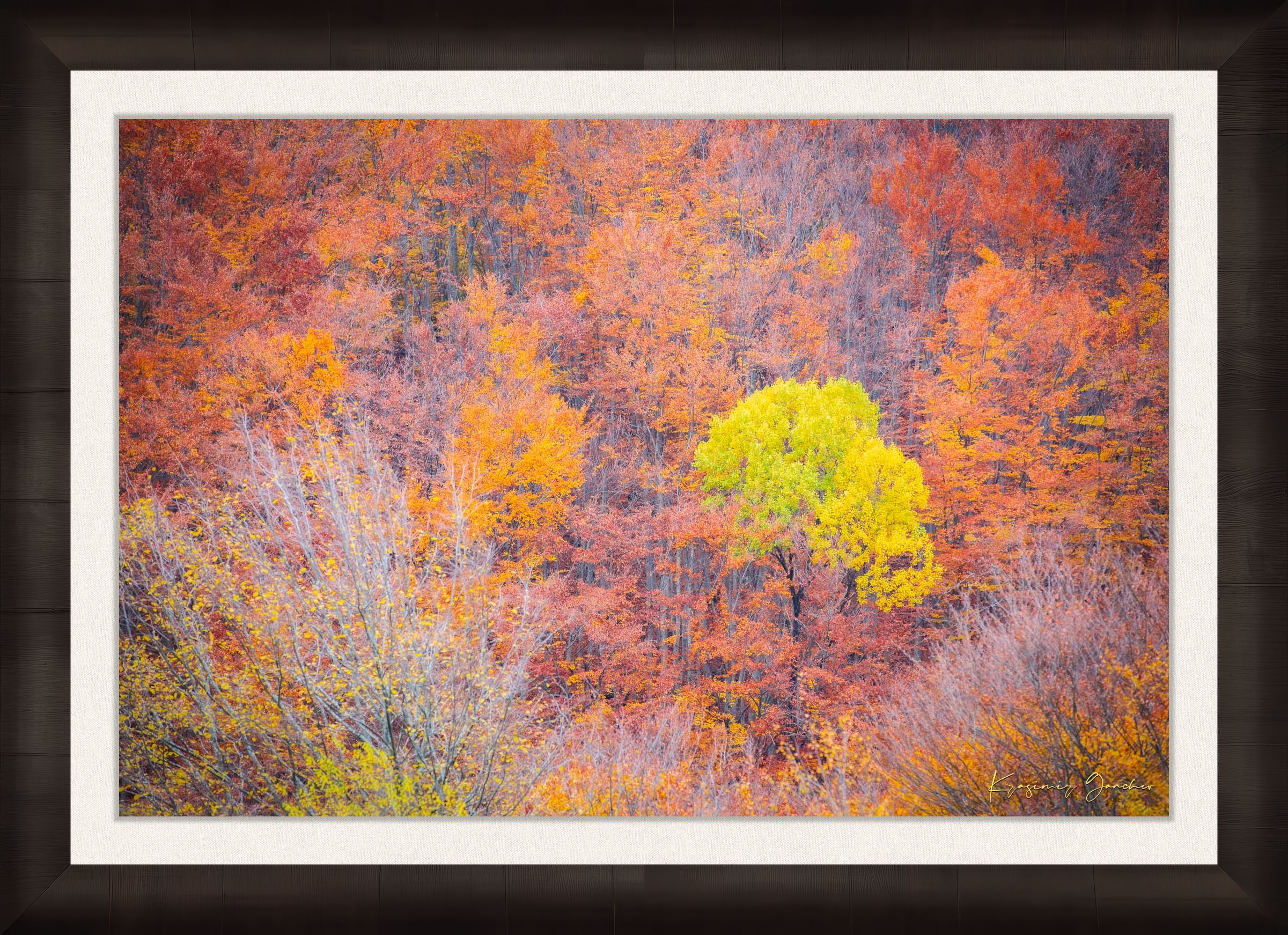 A lone tree stands in an autumn forest valley during daytime, sunlight filtering through trees. #Finish_Roma Dark Ash Frame & Bright Liner