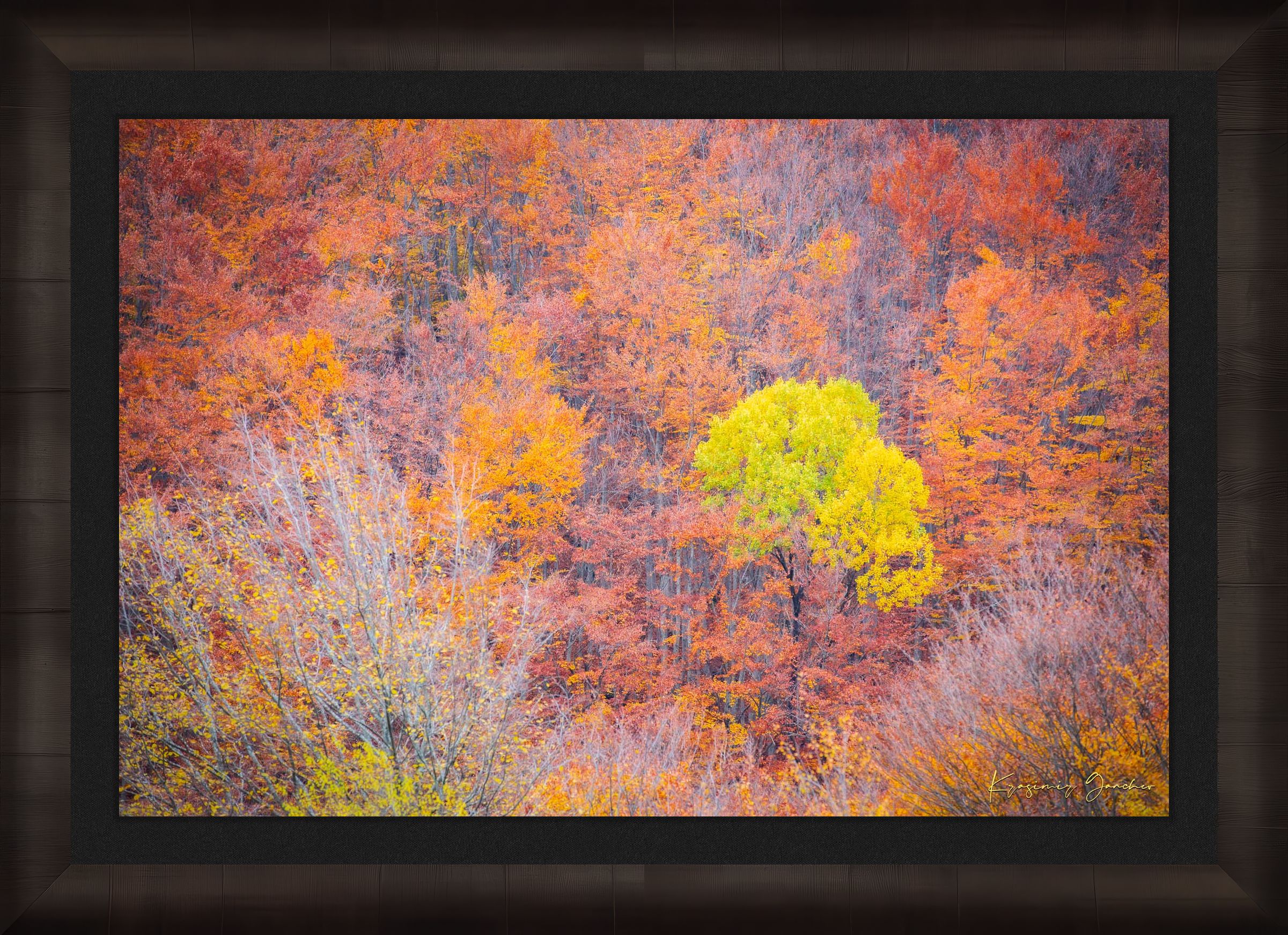 A lone tree stands in an autumn forest valley during daytime, sunlight filtering through trees. #Finish_Roma Dark Ash Frame & Dark Liner