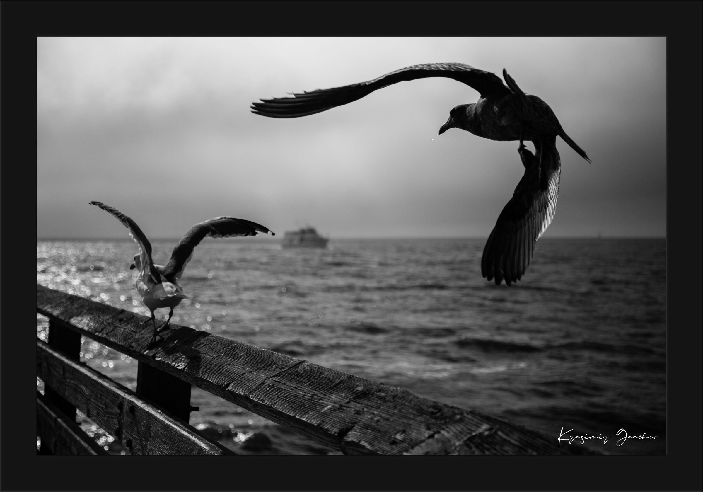 Seagulls in flight above Berkeley Pier on the San Francisco Bay, cloud-covered skies. #Finish_Roma Satin Black Frame