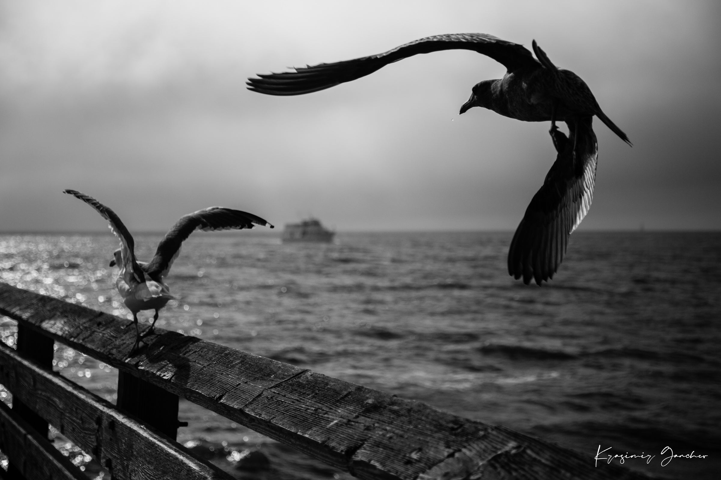 Seagulls in flight above Berkeley Pier on the San Francisco Bay, cloud-covered skies. #Finish_Acrylic Recess