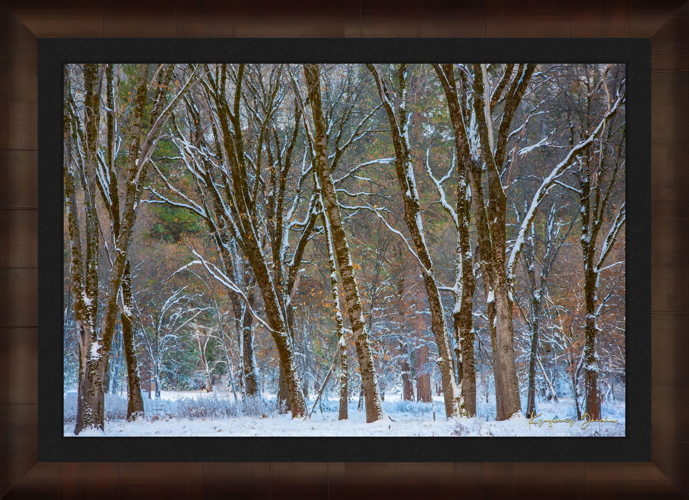 Snow-laden pine trees in Yosemite Valley bathed in soft daylight with fresh powder coating each branch and needle. #Finish_Roma Cigar Leaf Frame & Dark Liner