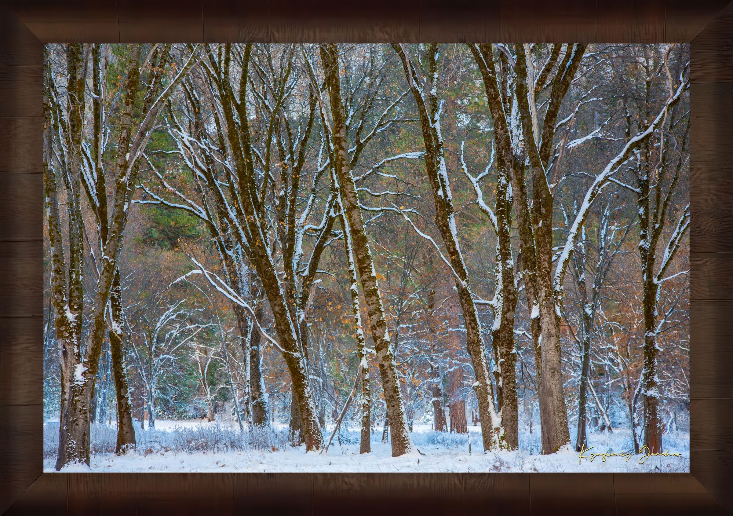 Snow-laden pine trees in Yosemite Valley bathed in soft daylight with fresh powder coating each branch and needle. #Finish_Roma Cigar Leaf Frame