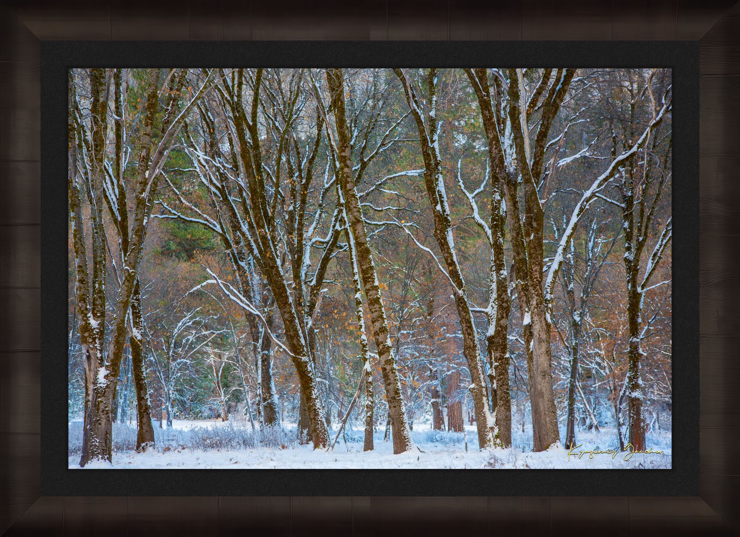 Snow-laden pine trees in Yosemite Valley bathed in soft daylight with fresh powder coating each branch and needle. #Finish_Roma Dark Ash Frame & Dark Liner