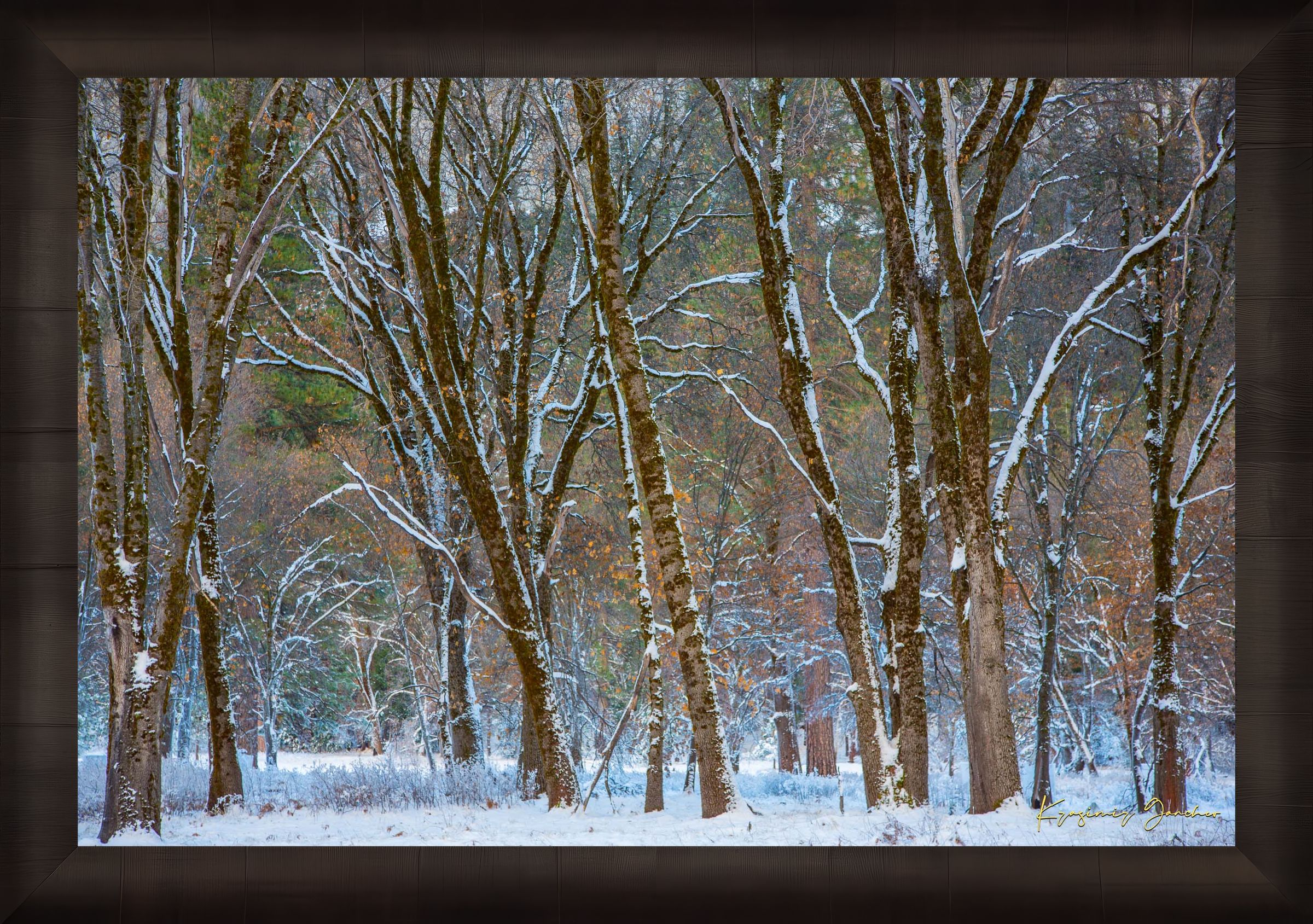 Snow-laden pine trees in Yosemite Valley bathed in soft daylight with fresh powder coating each branch and needle. #Finish_Roma Dark Ash Frame