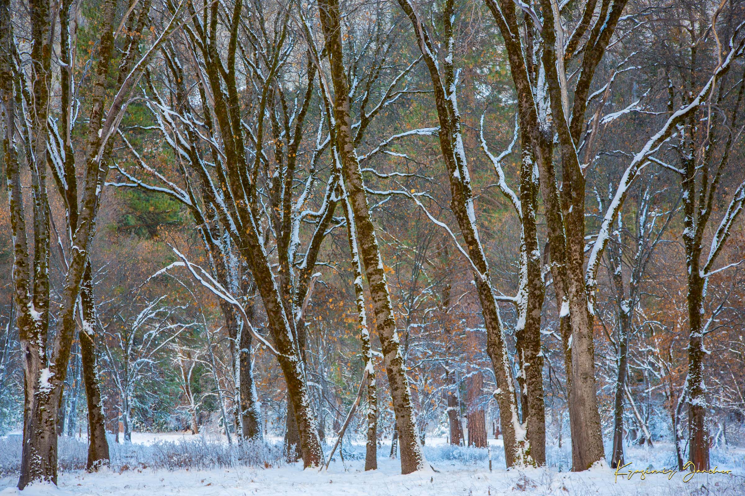 Snow-laden pine trees in Yosemite Valley bathed in soft daylight with fresh powder coating each branch and needle. #Finish_Acrylic Recess